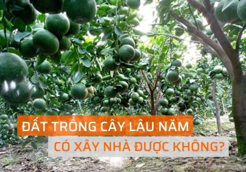 dat trong cay lau nam có duoc xay nha khong